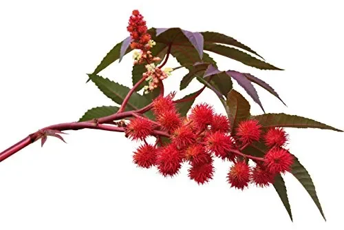 100ml – Olio di Ricino Puro 100% Spremuto a Freddo | Stimola la Crescita di Capelli, Ciglia e Sopracciglia, Barba e Unghie | Perfetto come Regalo | Con un Set di Pennelli e Pipetta - immagine 2