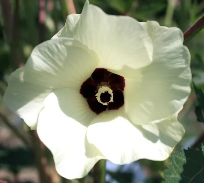 Abelmoschus esculentus cv. “Clemson Spineless” SEMI Online ora