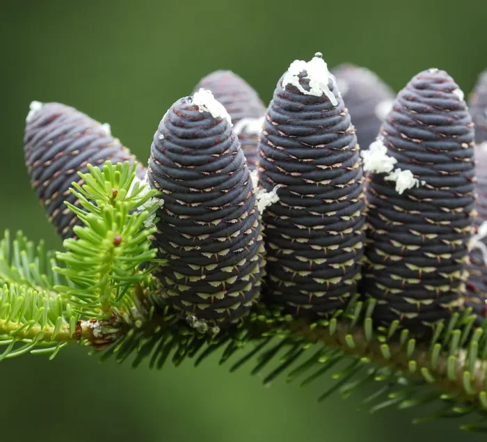 Abies koreana