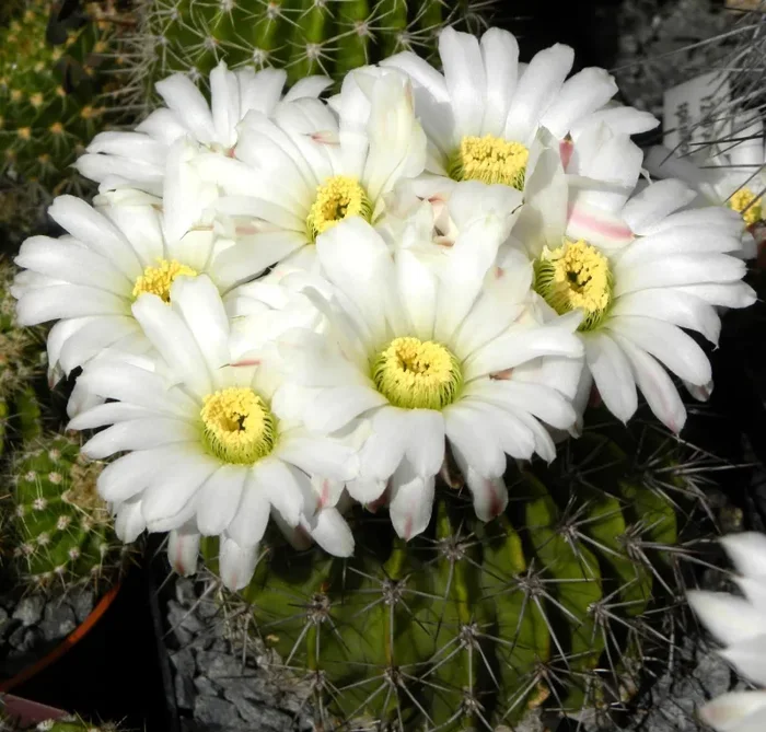 Acanthocalycium klimpelianum SEMI Online ora