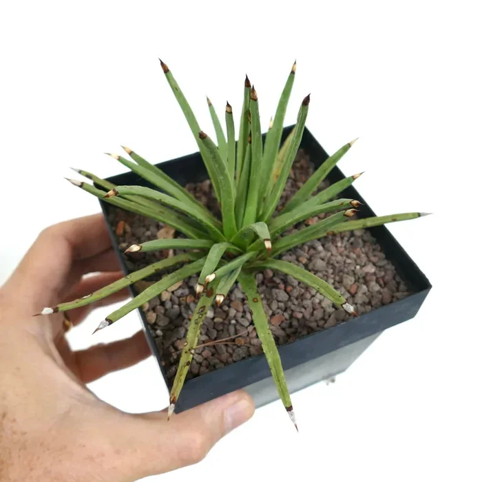 Agave albopilosa