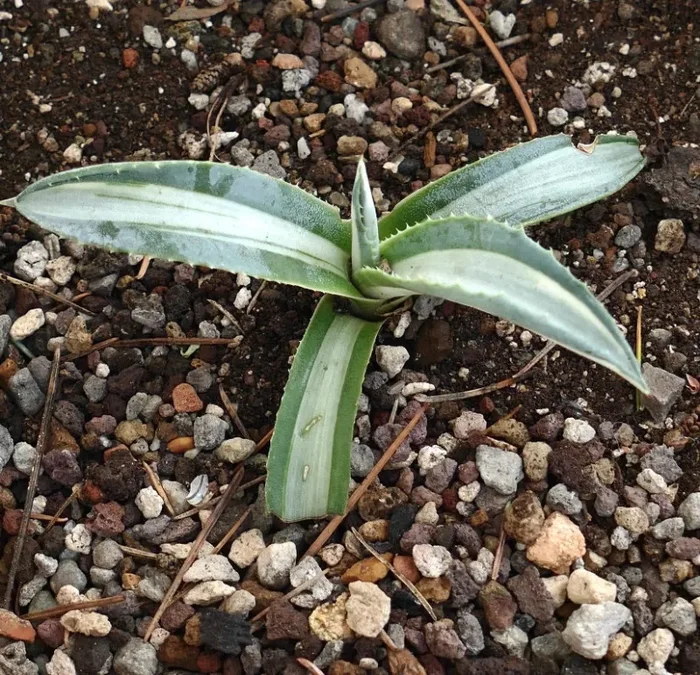 Agave americana mediopicta alba