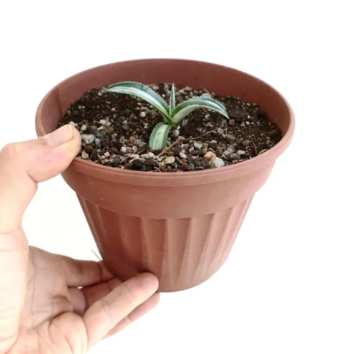 Agave americana mediopicta alba - immagine 2