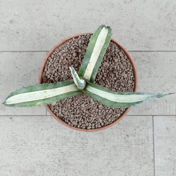 Agave americana mediopicta-alba WHITE VARIEGATED 1131