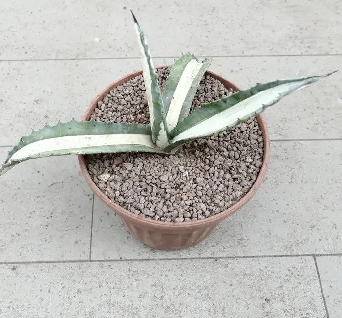 Agave americana mediopicta-alba WHITE VARIEGATED 1131 - immagine 2