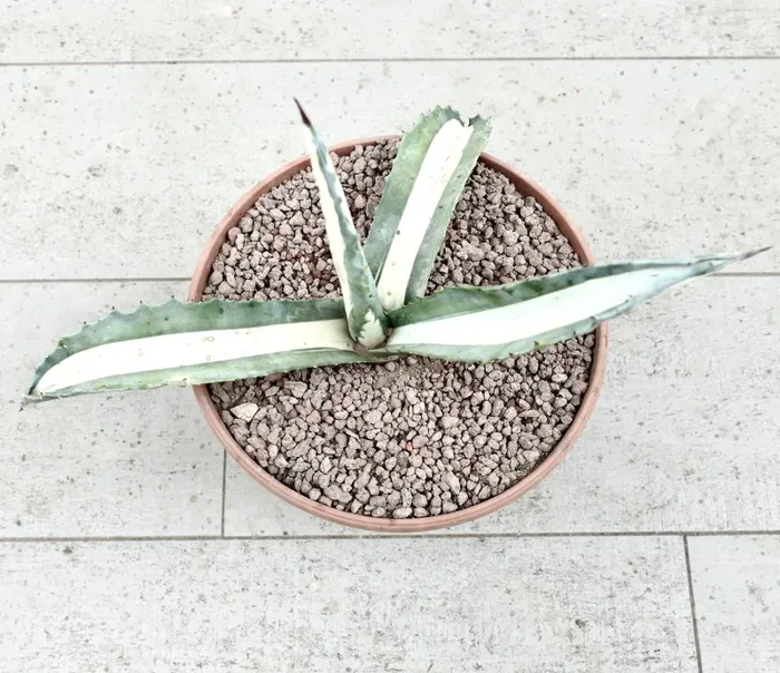 Agave americana mediopicta-alba WHITE VARIEGATED 1131 - immagine 3