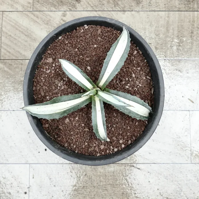 Agave americana MEDIOPICTA ALBA WHITE VARIEGATED 25cm - immagine 2