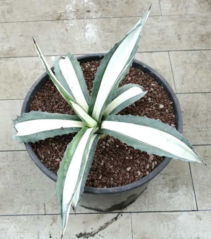 Agave americana MEDIOPICTA ALBA WHITE VARIEGATED 31cm - immagine 2