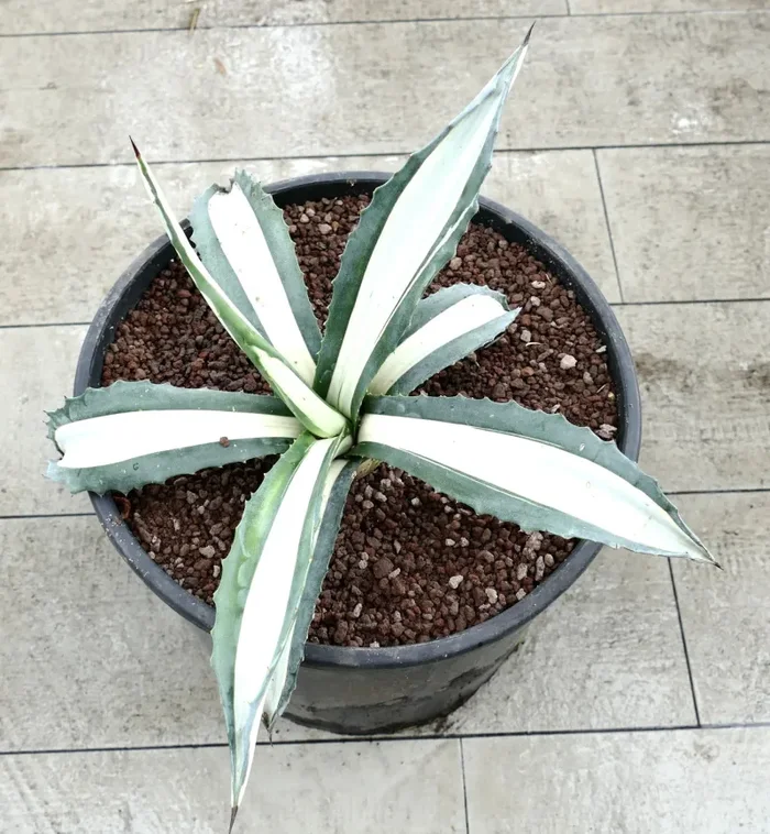Agave americana MEDIOPICTA ALBA WHITE VARIEGATED 31cm - immagine 3