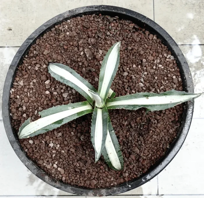 Agave americana MEDIOPICTA ALBA WHITE VARIEGATED 34cm