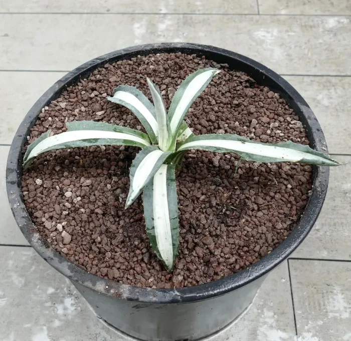 Agave americana MEDIOPICTA ALBA WHITE VARIEGATED 34cm - immagine 2