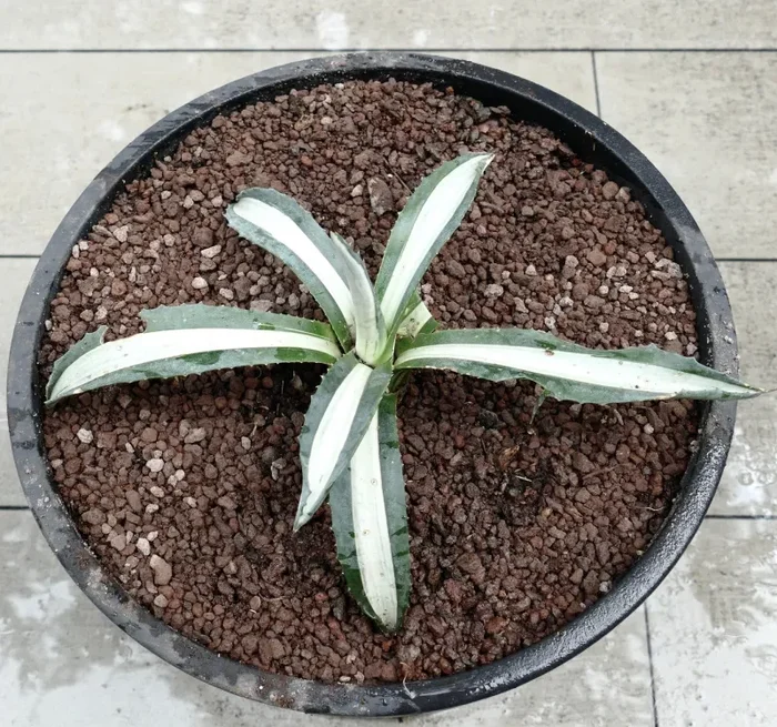 Agave americana MEDIOPICTA ALBA WHITE VARIEGATED 34cm - immagine 3