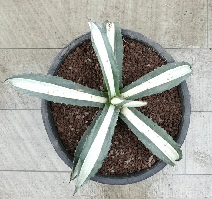 Agave americana MEDIOPICTA ALBA WHITE VARIEGATED 34cm