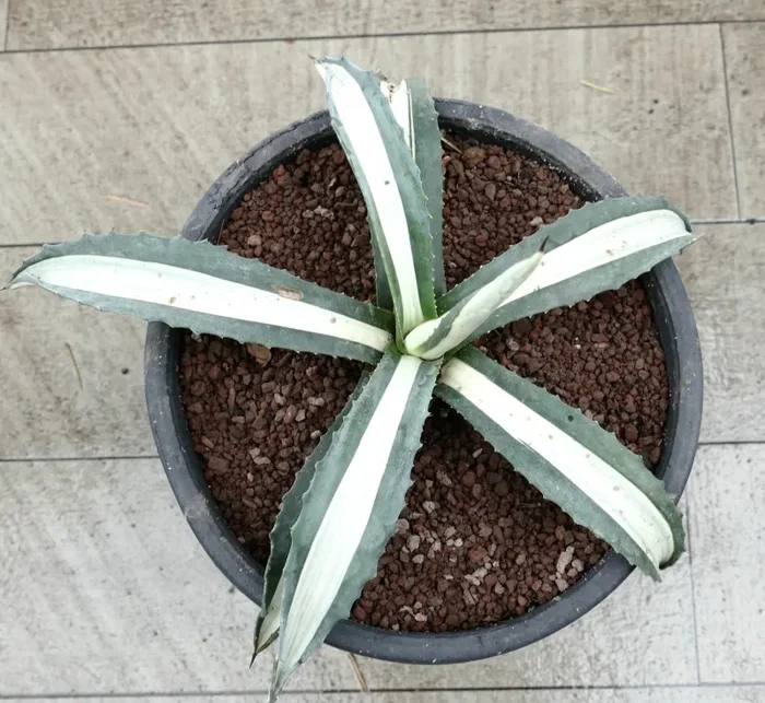 Agave americana MEDIOPICTA ALBA WHITE VARIEGATED 34cm - immagine 2