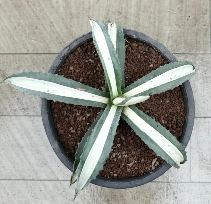 Agave americana MEDIOPICTA ALBA WHITE VARIEGATED 34cm - immagine 3
