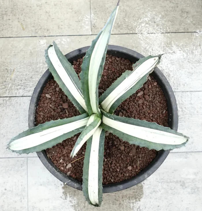 Agave americana MEDIOPICTA ALBA WHITE VARIEGATED 35cm Sconti