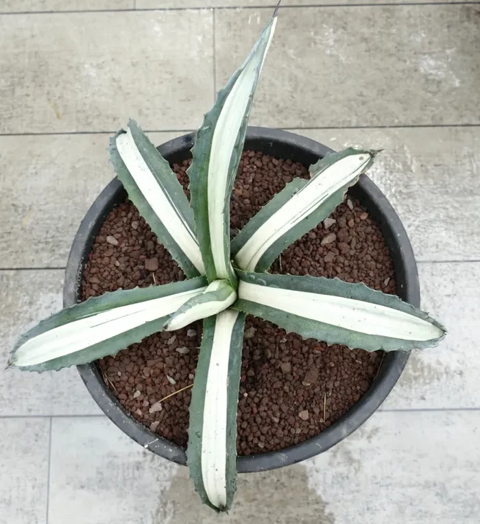 Agave americana MEDIOPICTA ALBA WHITE VARIEGATED 35cm Sconti - immagine 2