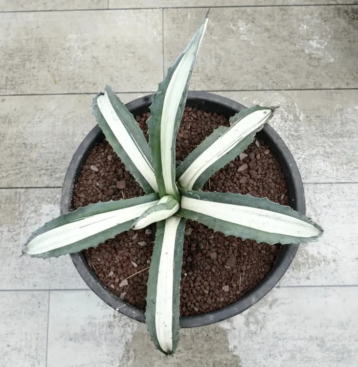 Agave americana MEDIOPICTA ALBA WHITE VARIEGATED 35cm Sconti - immagine 3