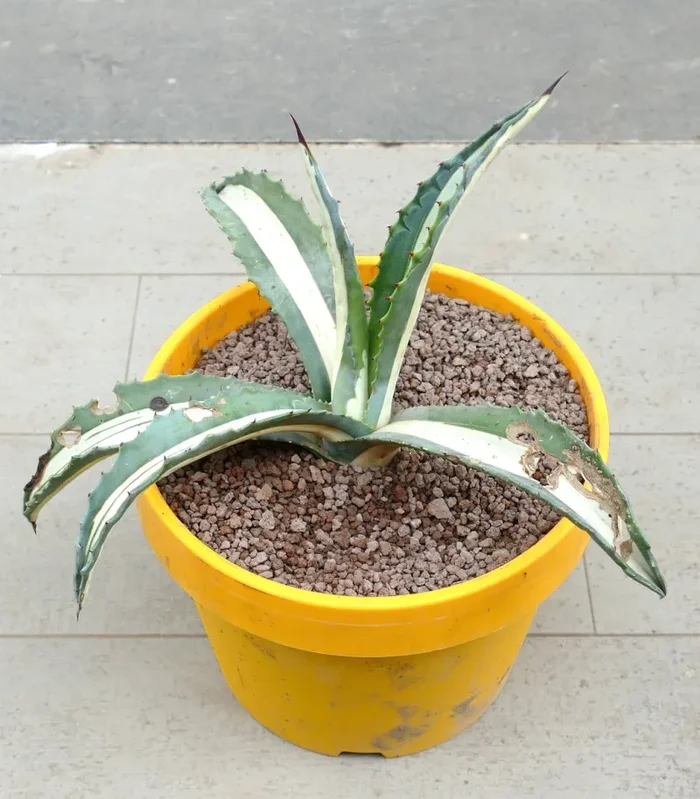 Agave americana mediopicta-alba WHITE VARIEGATED AH3 Vendita calda online