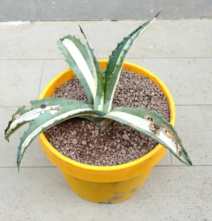 Agave americana mediopicta-alba WHITE VARIEGATED AH3 Vendita calda online - immagine 2