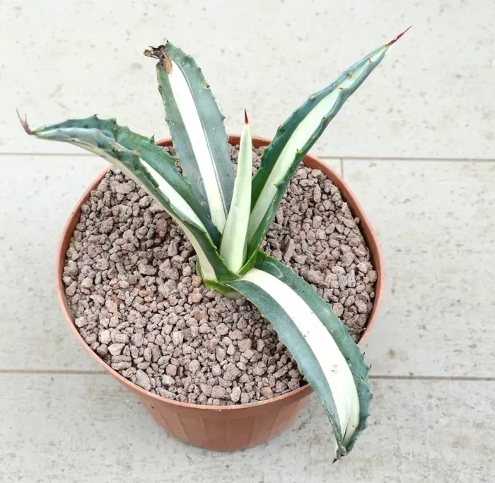 Agave americana mediopicta-alba WHITE VARIEGATED R2
