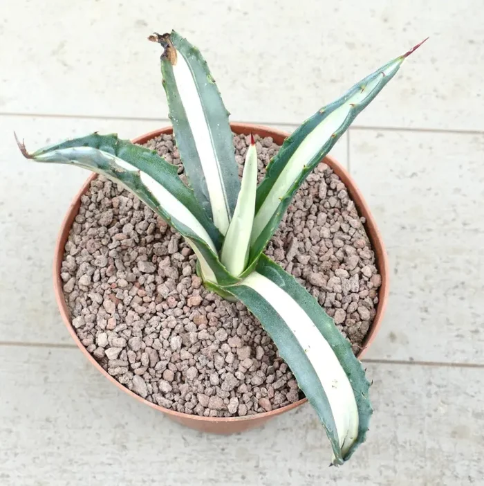 Agave americana mediopicta-alba WHITE VARIEGATED R2 - immagine 2