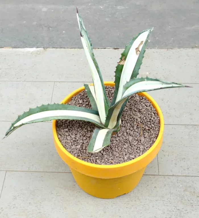 Agave americana mediopicta-alba WHITE VARIEGATED Z9