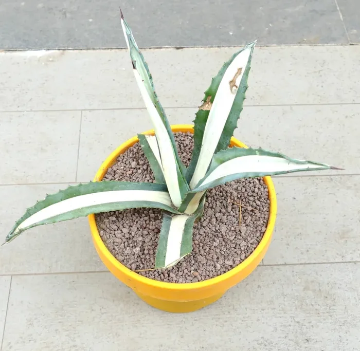 Agave americana mediopicta-alba WHITE VARIEGATED Z9 - immagine 2