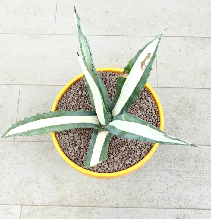 Agave americana mediopicta-alba WHITE VARIEGATED Z9 - immagine 3