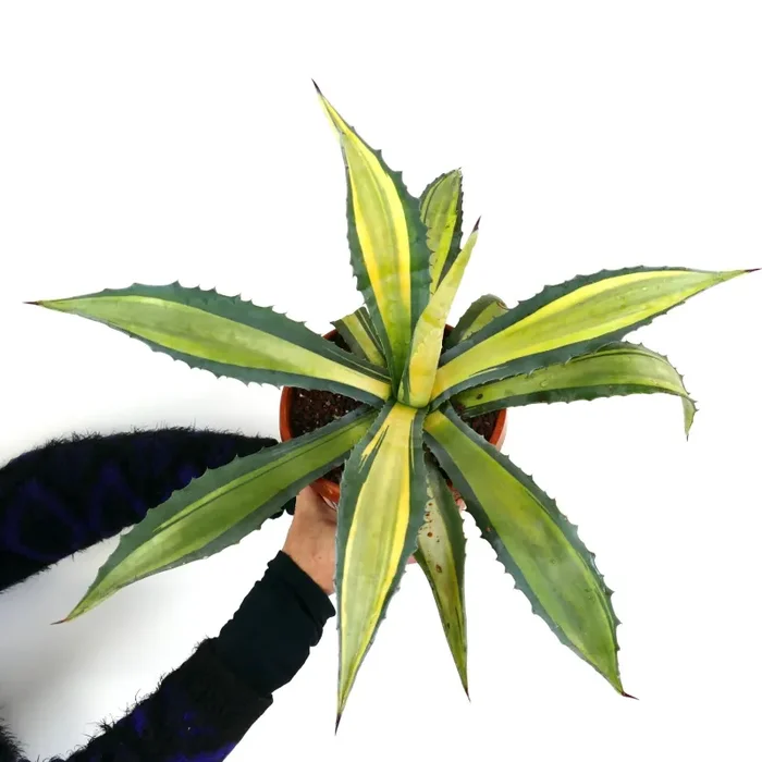 Agave americana MEDIOPICTA YELLOW VARIEGATED