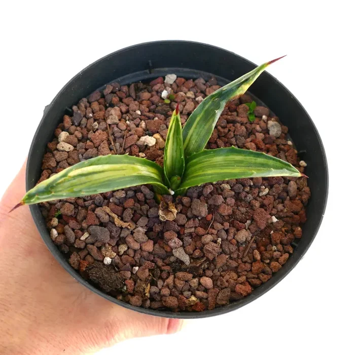 Agave americana STRIATA VARIEGATA 3AB Sconti
