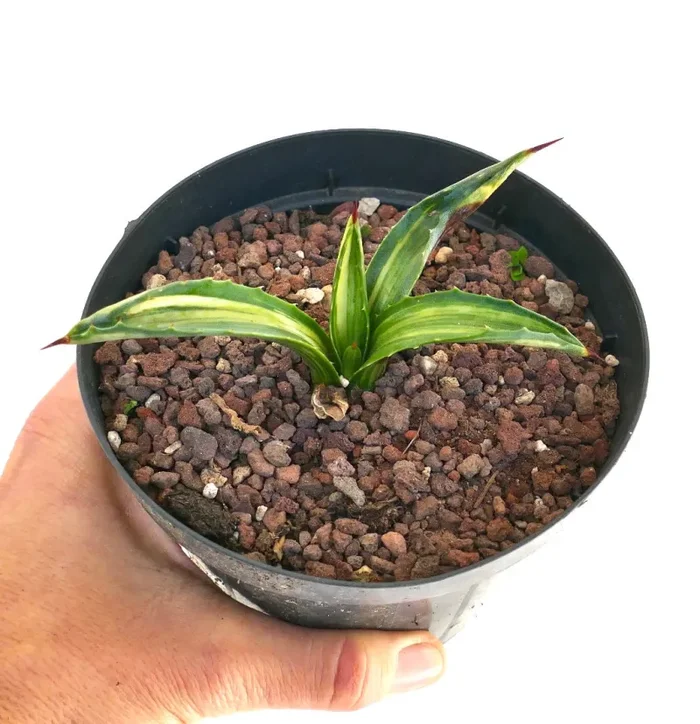 Agave americana STRIATA VARIEGATA 3AB Sconti - immagine 3