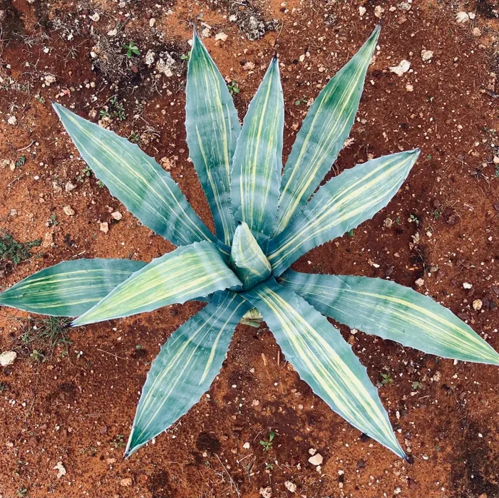 Agave americana STRIATA VARIEGATA 4-10cm
