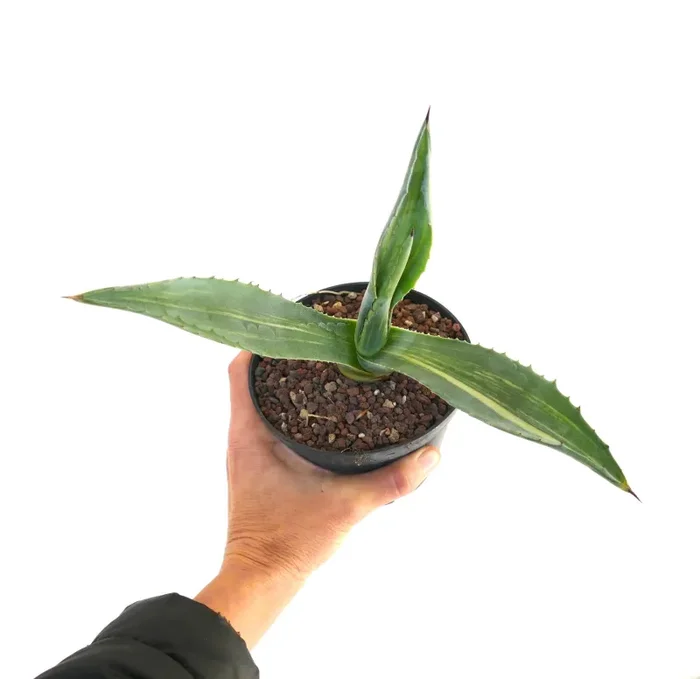 Agave americana STRIATA VARIEGATA AE4 Vendita online