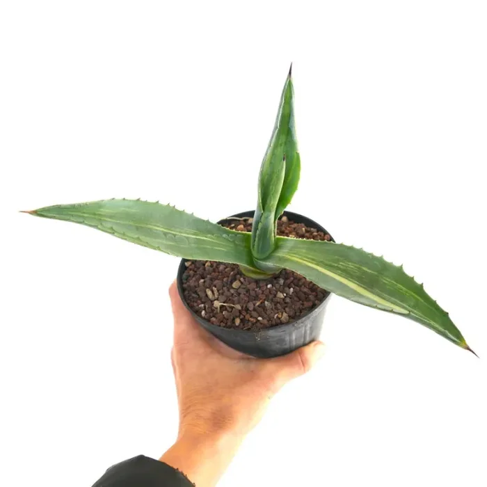 Agave americana STRIATA VARIEGATA AE4 Vendita online - immagine 2