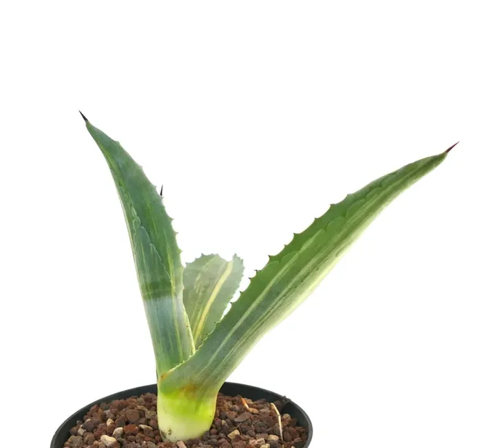 Agave americana STRIATA VARIEGATA AE4 Vendita online - immagine 3