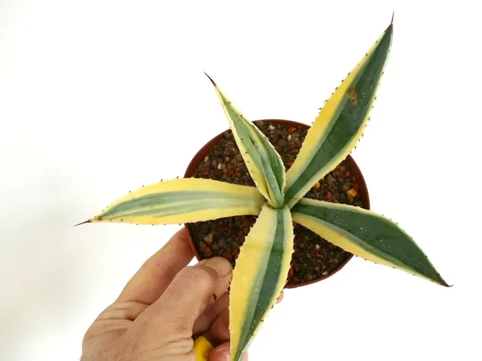 Agave americana unusual VARIEGATED 25PP-7D