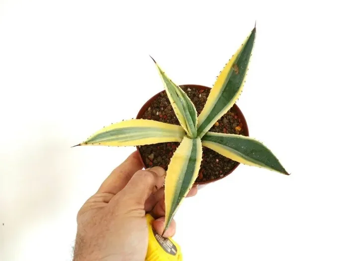 Agave americana unusual VARIEGATED 25PP-7D - immagine 2