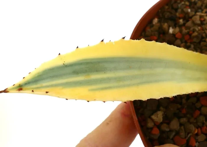Agave americana unusual VARIEGATED 25PP-7D - immagine 3