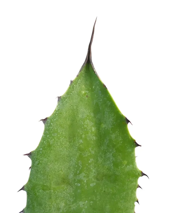 Agave americana X applanata