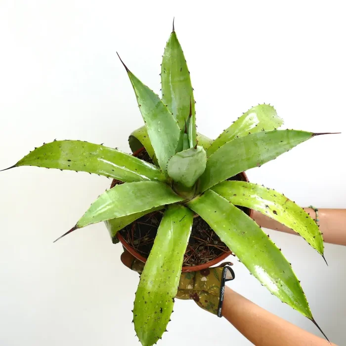 Agave americana x decipiens LIGHT GREEN