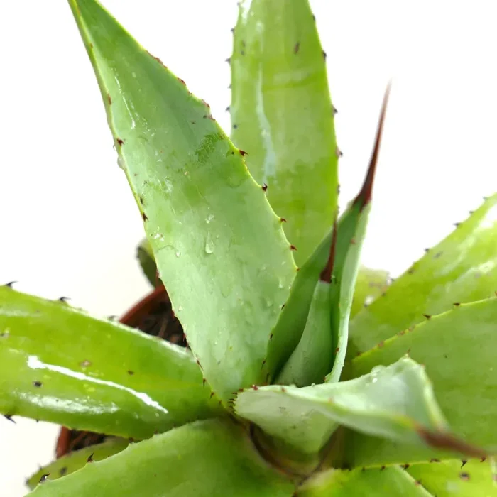 Agave americana x decipiens LIGHT GREEN - immagine 2