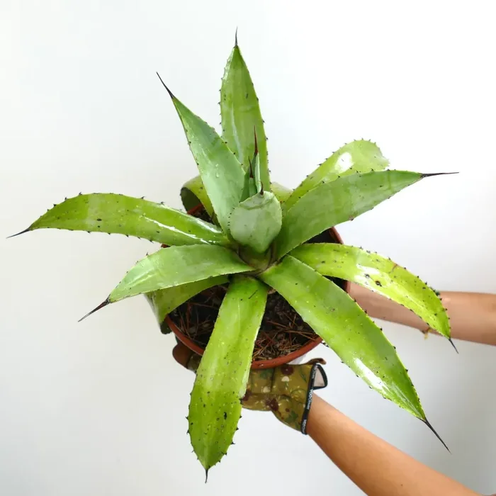 Agave americana x decipiens LIGHT GREEN - immagine 3