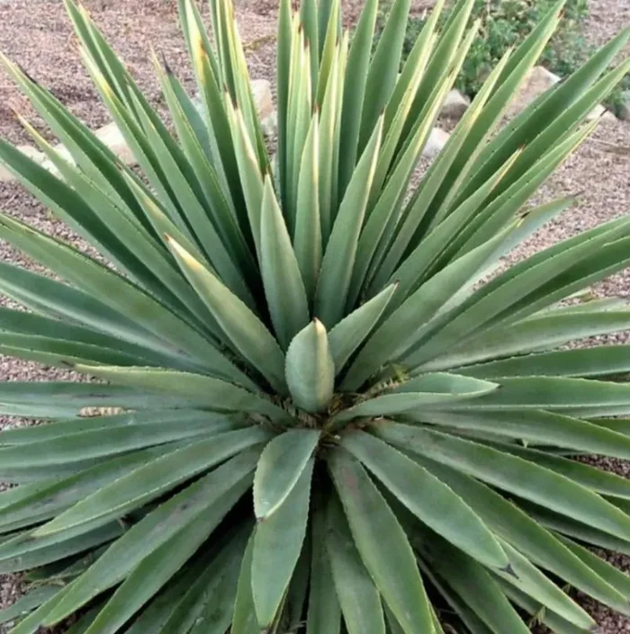 Agave angustifolia SEMI