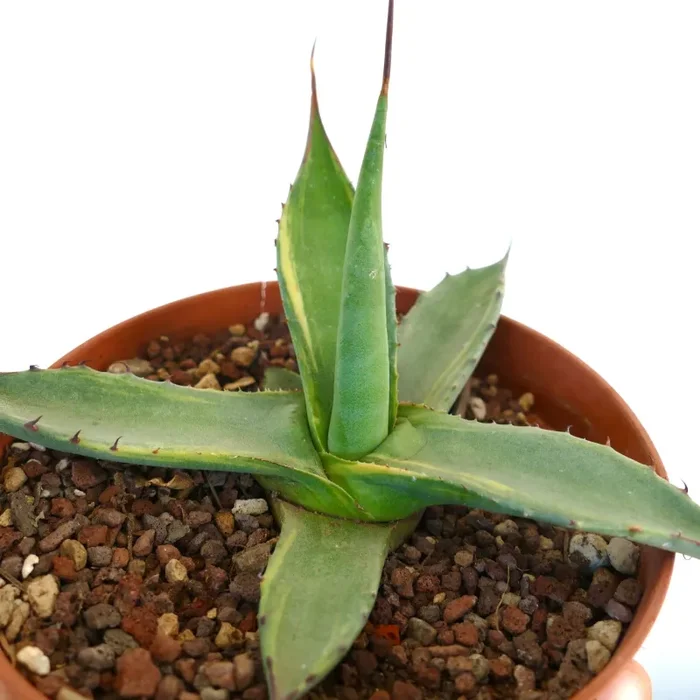 Agave asperrima subsp. potosiensis VARIEGATED - immagine 2