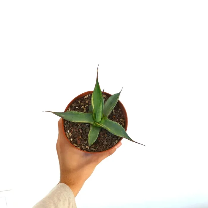 Agave asperrima subsp. potosiensis VARIEGATED - immagine 3