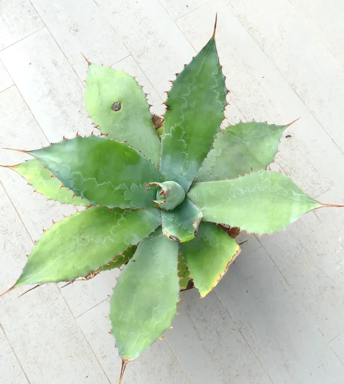 Agave asperrima subsp. potosiensis X Agave ovatifolia (Mr. Corsi HYBRID) - immagine 2