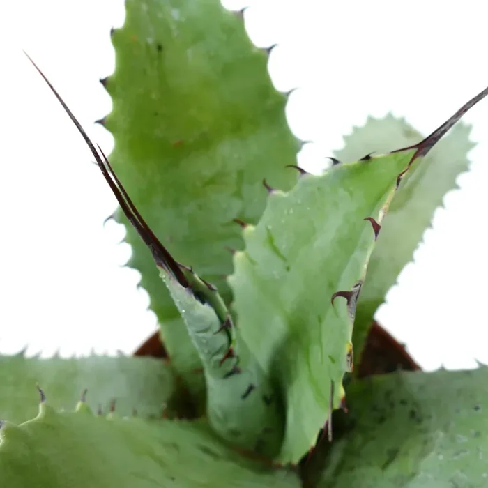 Agave bovicornuta X Agave eborispina (LONG SPINES) - immagine 2