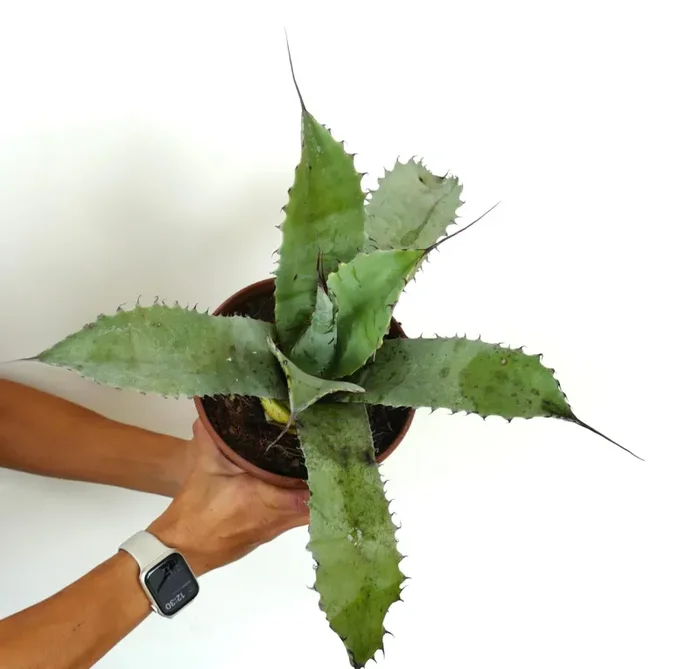 Agave bovicornuta X Agave eborispina (LONG SPINES) - immagine 3