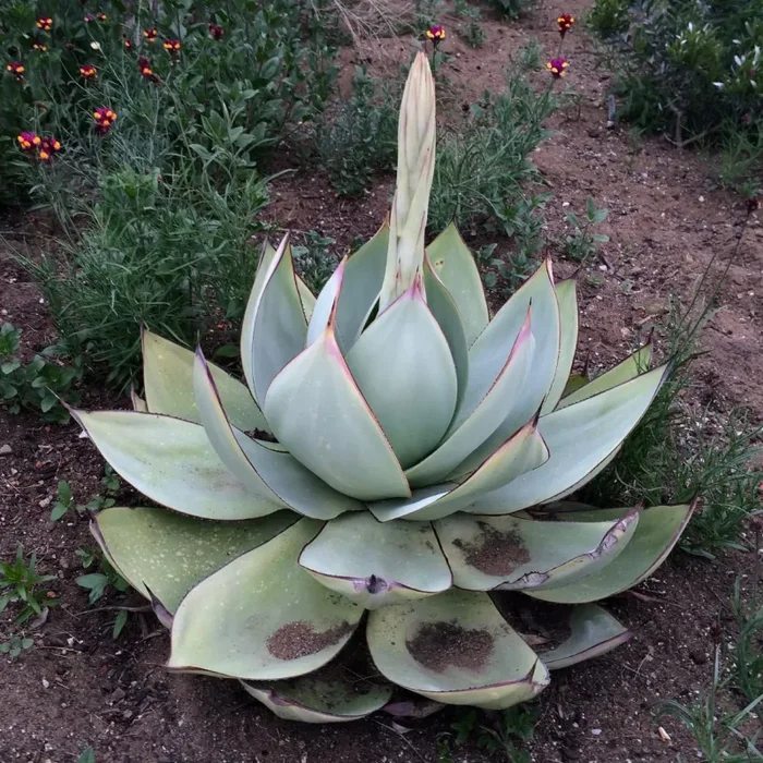 Agave celsii